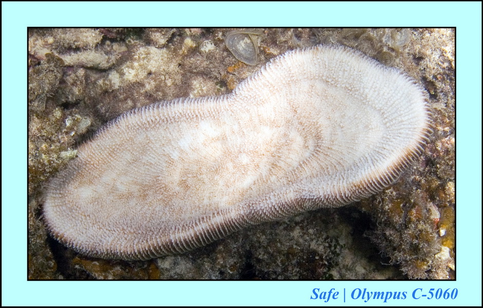 2006 - 07 - Perhentian - Plongee 257